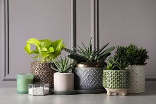 Various textured and patterned indoor plant pots with various green, indoor plants.
