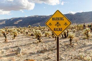 Warning sign for bees at Joshua Tree National Park