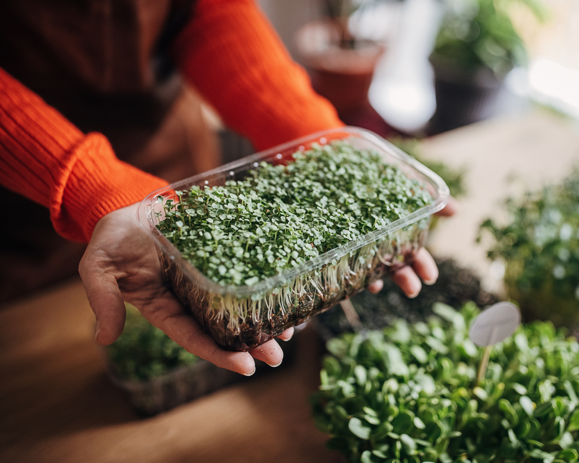 grow arugula microgreens