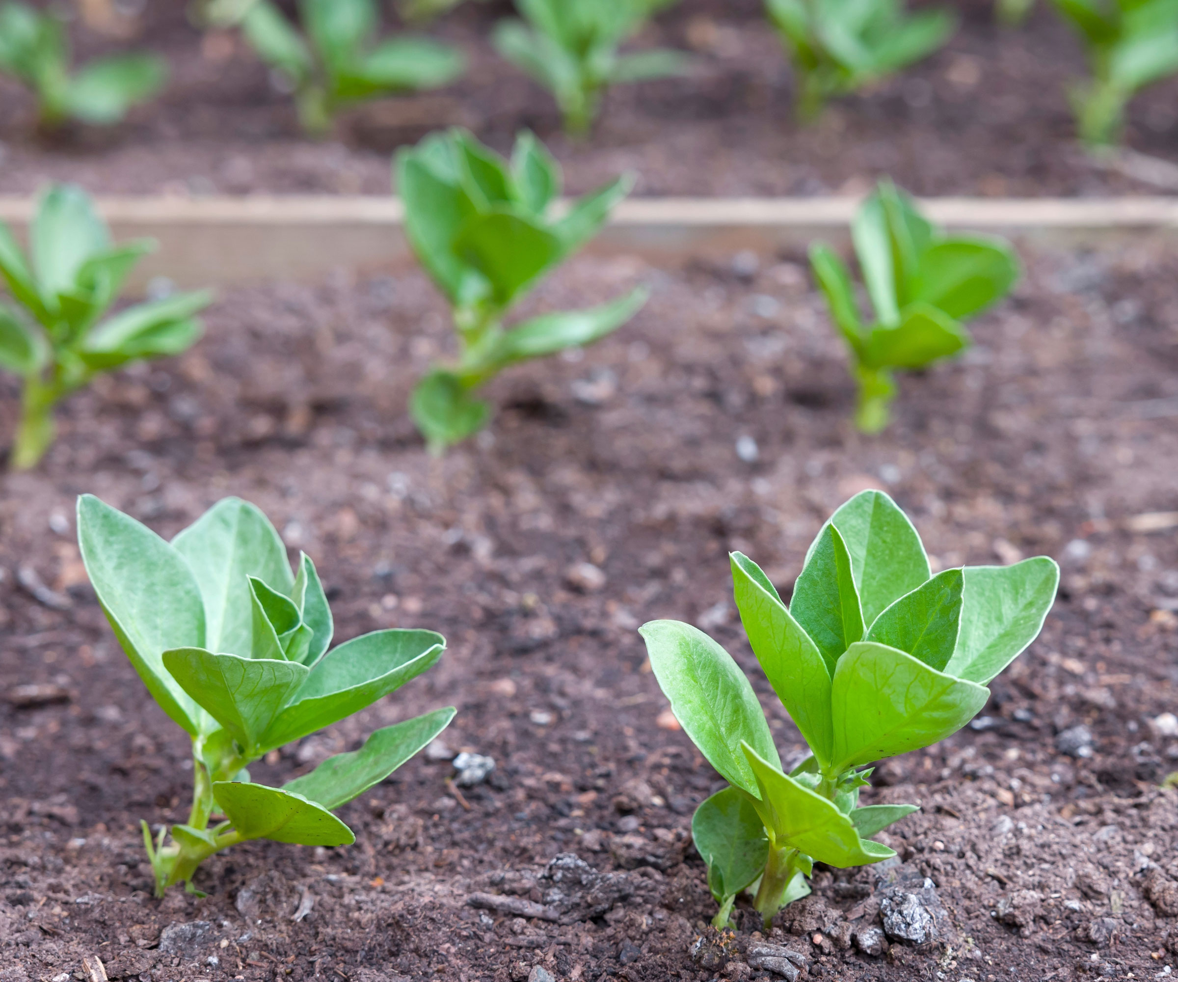 bean seedlings that have been transplanted outside and planted in rows in raised beds