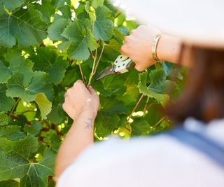 Pruning grape vines in the summer with pruning shears
