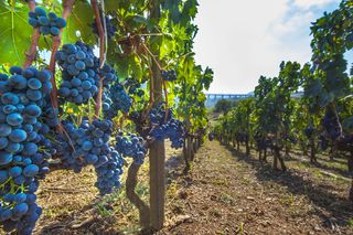 Agiorgitiko wine grapes in vineyard