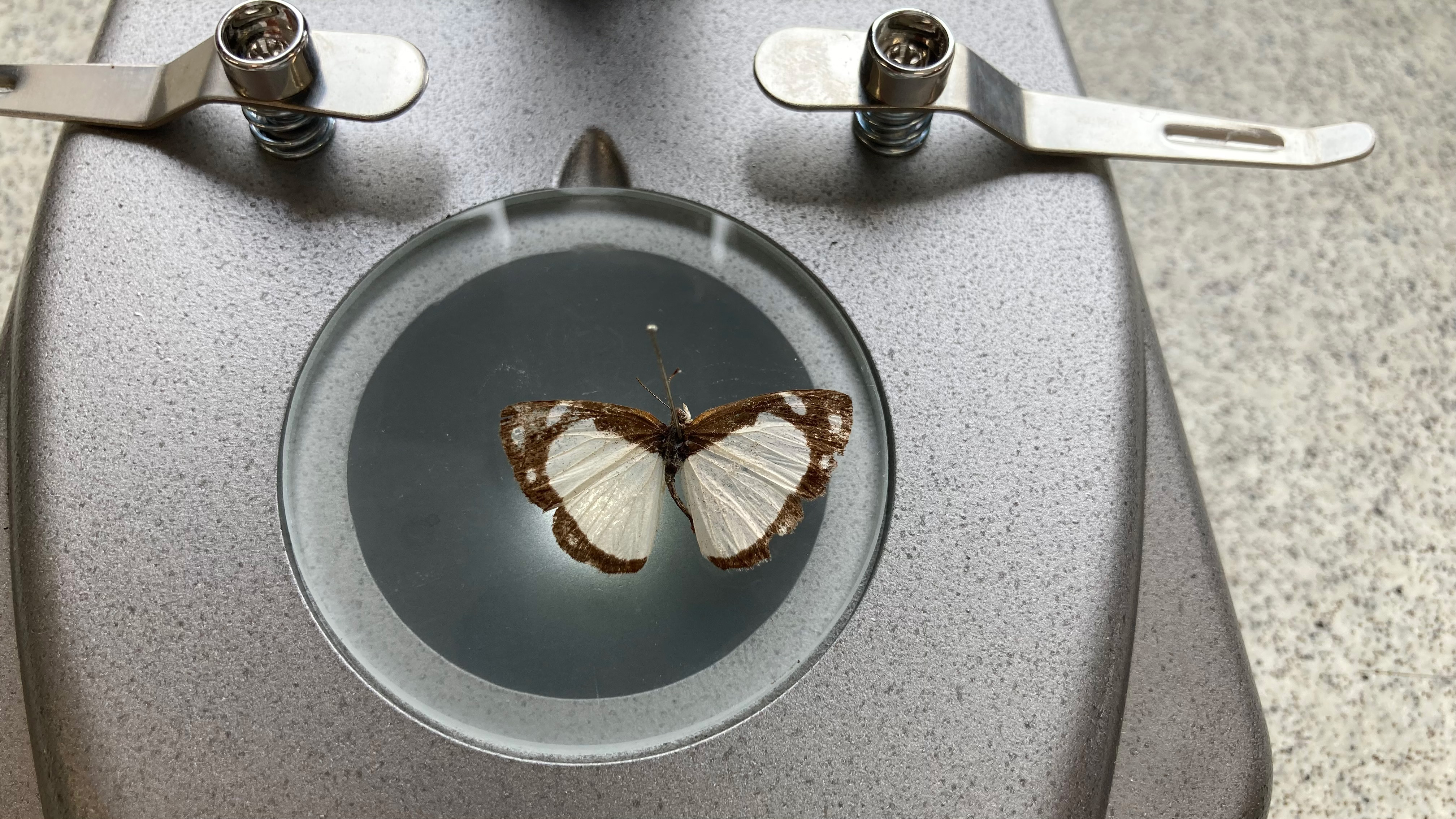 National Geographic Ultimate Dual Stereo Microscope examining a butterfly