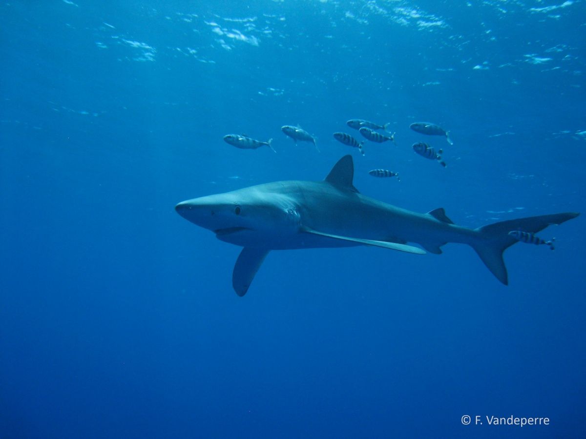 Blue sharks swimming off the Azores, an island chain in the North Atlantic Ocean.