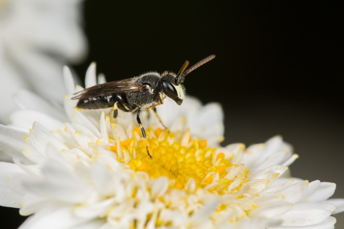 Yellow-faced bees, like this one (&lt;em&gt;Hylaeus hyalinatus&lt;/em&gt;), are endangered.