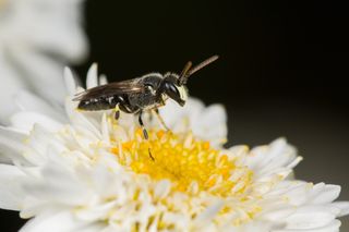 Yellow-faced bees, like this one (<em>Hylaeus hyalinatus</em>), are endangered.