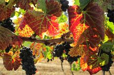 In Pursuit of Balance, founded by Rajat Parr and Jasmine Hirsch