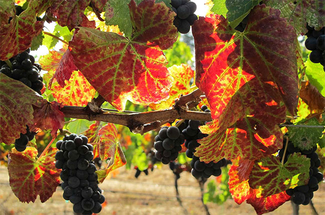 In Pursuit of Balance, founded by Rajat Parr and Jasmine Hirsch