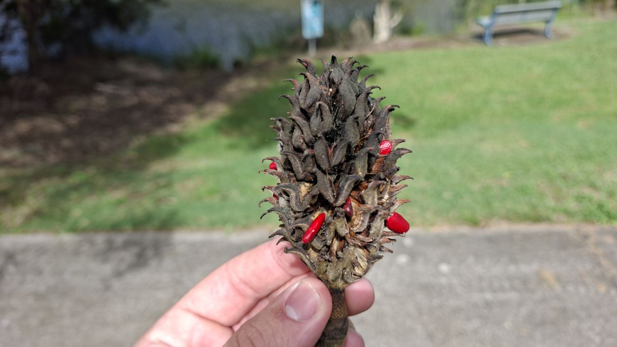 Samsung Galaxy A56 camera samples