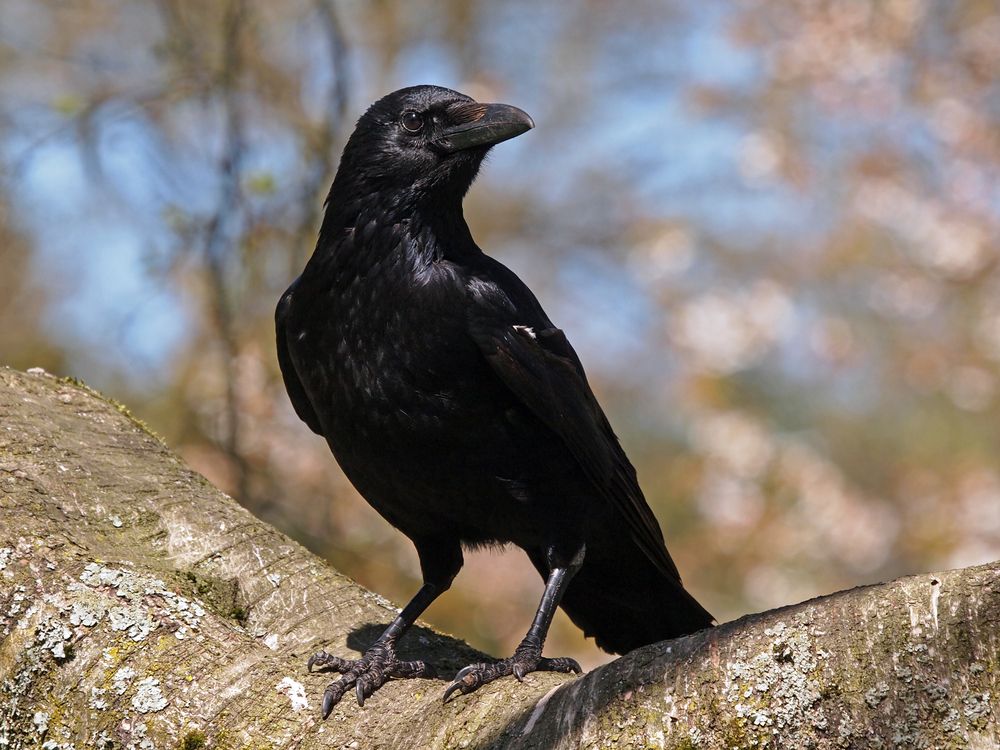 How Black Feathers Keep Ravens Cool