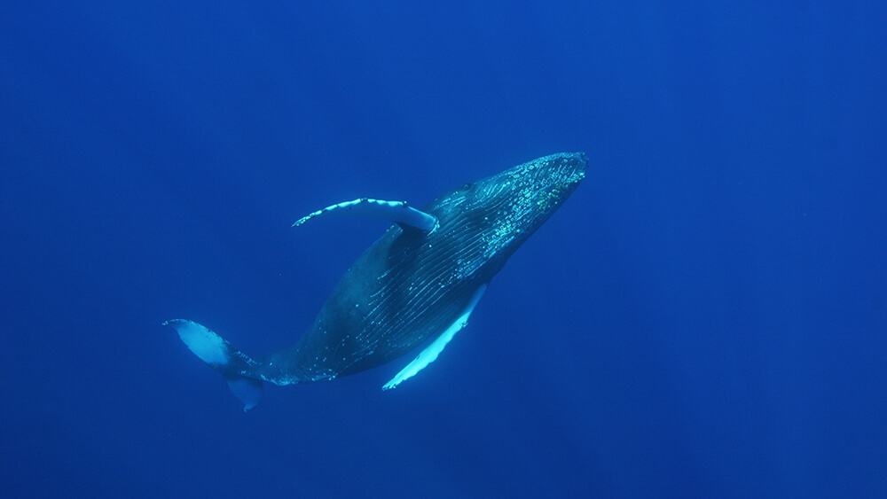 Underwater photo of a humpback whale