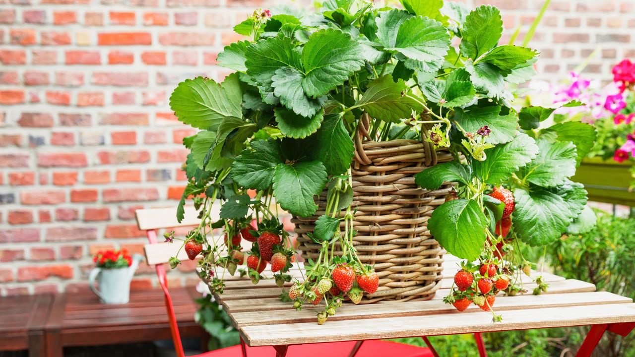 Strawberries cultivated in wicker basket standing on balcony table