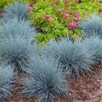 Festuca Glauca Blue Fescue at Gardening Express