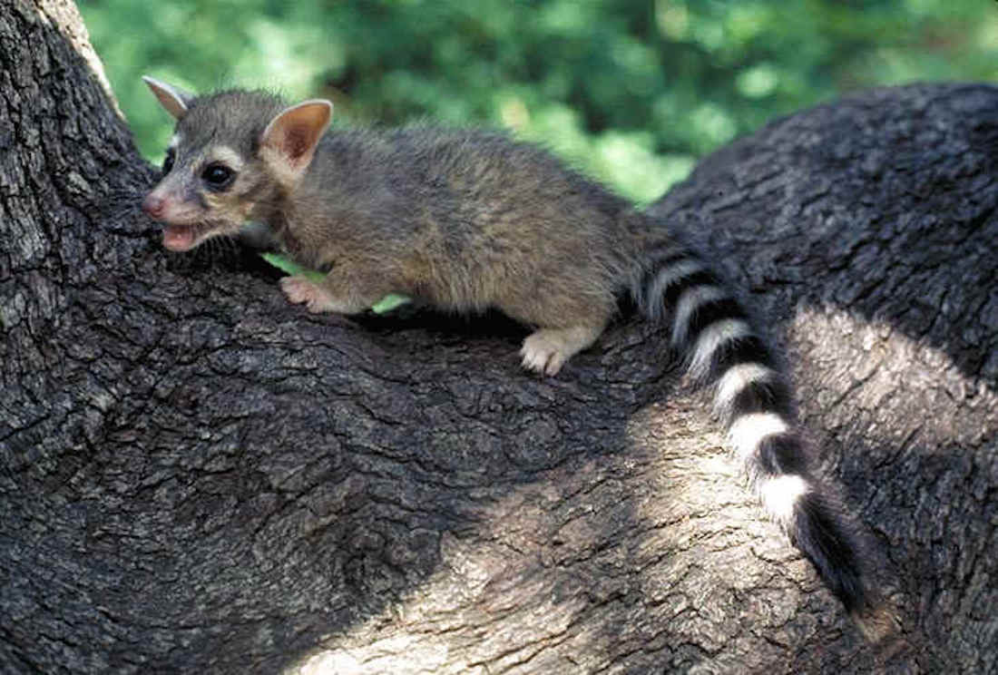 Ringtail cats