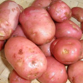 Maincrop potatoes available to buy from seed