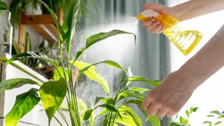 pictuer of woman spraying her peace lily plant