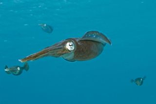 arrow squid in the water