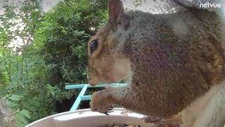 Netuve Birdfy camera feed with squirrel up close to the camera