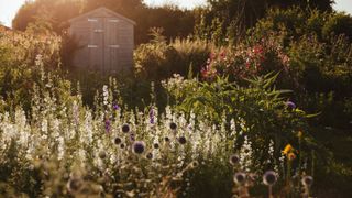 shed and planting in autumn garden