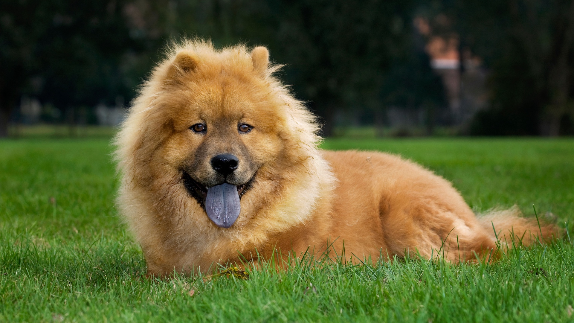 Chow chow dog lying on grass