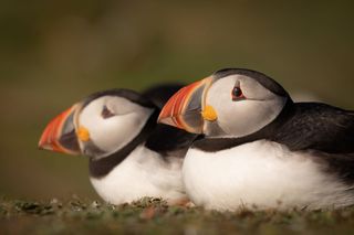Megan McCubbin took this photo of puffins for 'Chris and Meg's Wild Summer'.