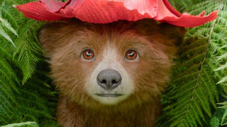 Making Paddington in Peru's character animation; a small bear in a red had sat in a jungle