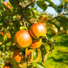 Laxton apples on fruit tree