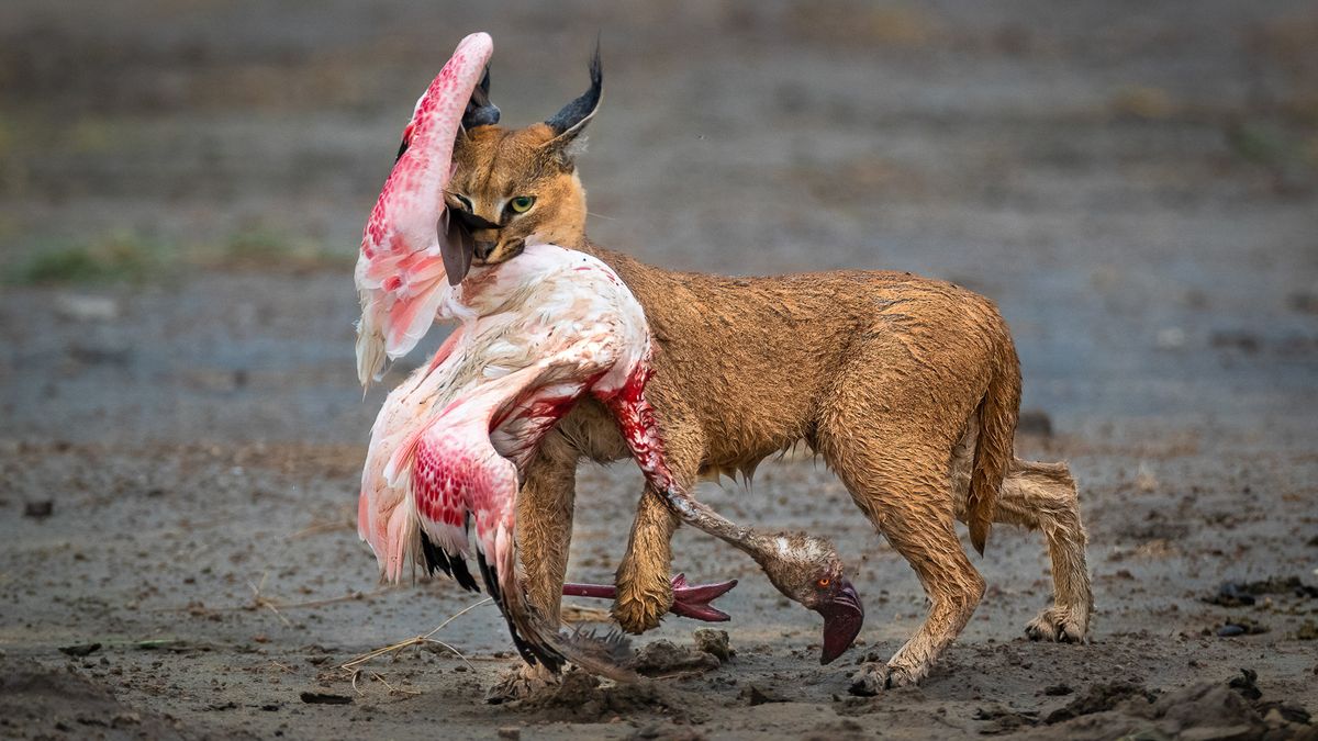 Wild cat chomping a flamingo wins Nature TTL’s Photographer of the Year