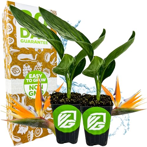 Orange Bird of Paradise Live Plant - Strelitzia Reginae by Wellspring Gardens - Tropical Flowering Perennial, Exotic Indoor/outdoor Houseplant, Easy Care, Low Maintenance (2-Pack)