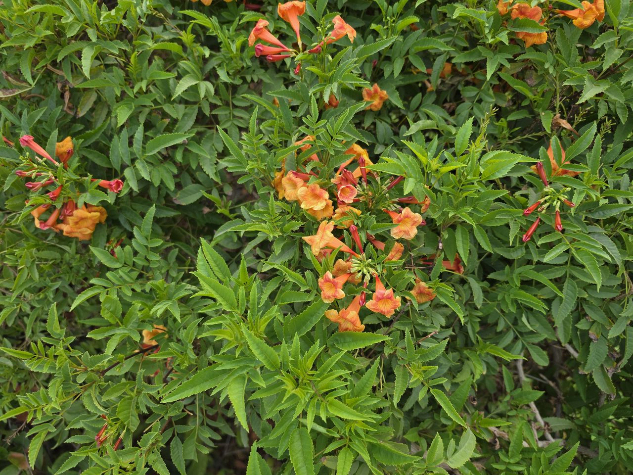 Orange flowers on green leaves.