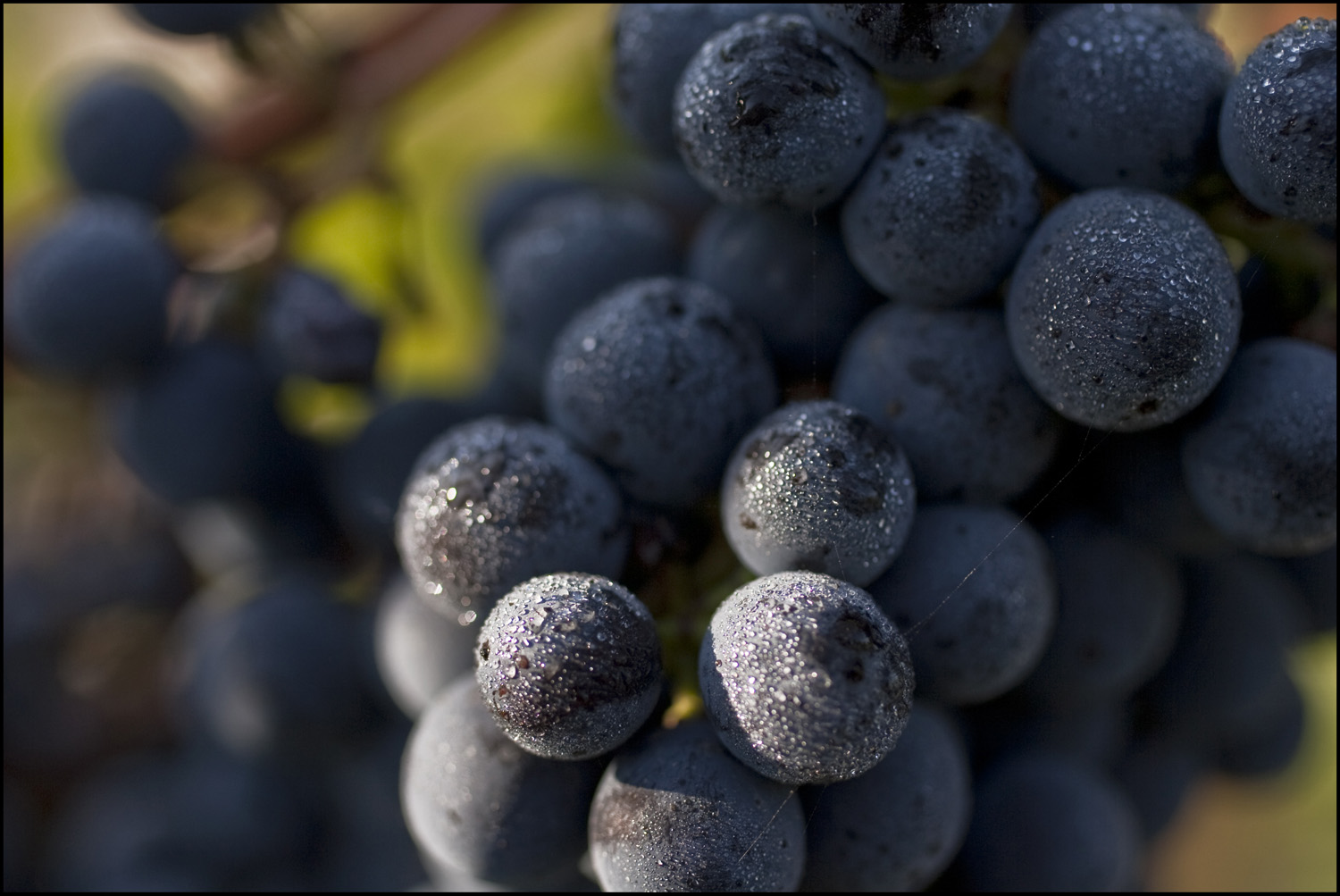 Bordeaux 2010 Brane Cantenac