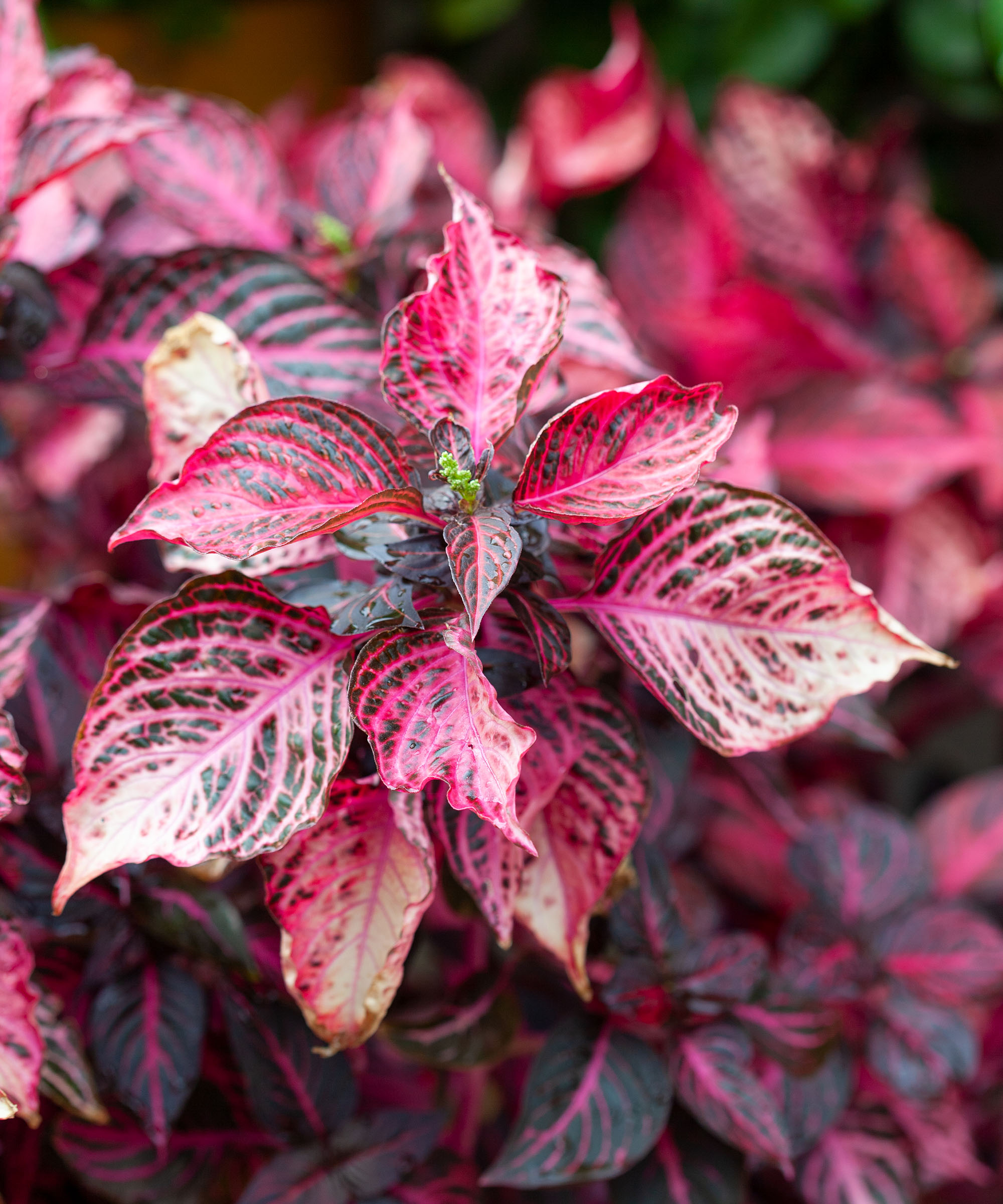 Close up on iresine bloodleaf plant