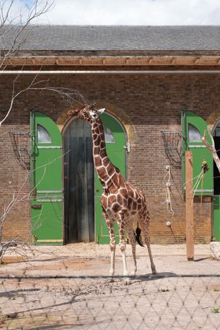 A giraffe in a zoo in front of its house