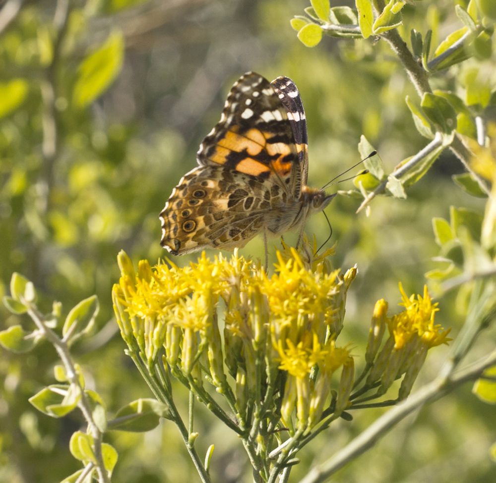 In Photos Beautiful Butterflies of the American Deserts Live Science