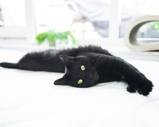 Black cat resting on mattress