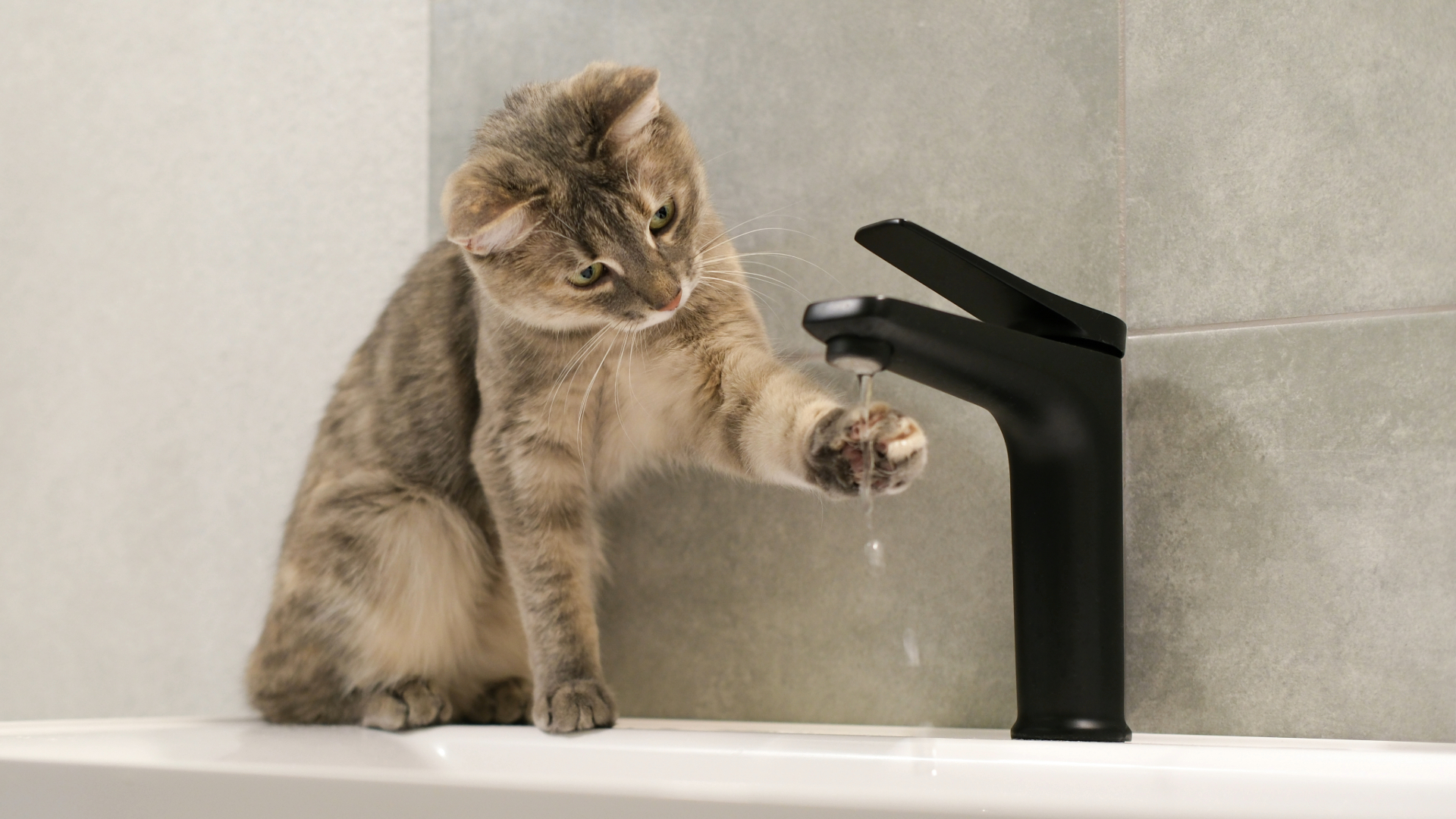 Cat sitting on a sink and pawing at the dripping tap