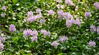 Water hyacinth in pond