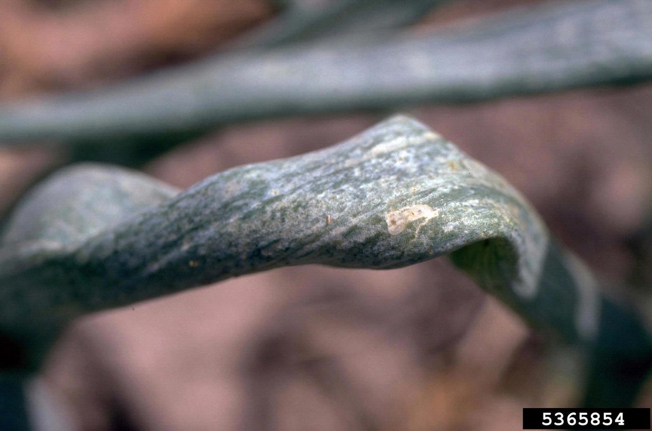 Curled Onion Leaf