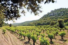 Vineyards in Lirac AOC in the southern Rh&ocirc;ne Cru