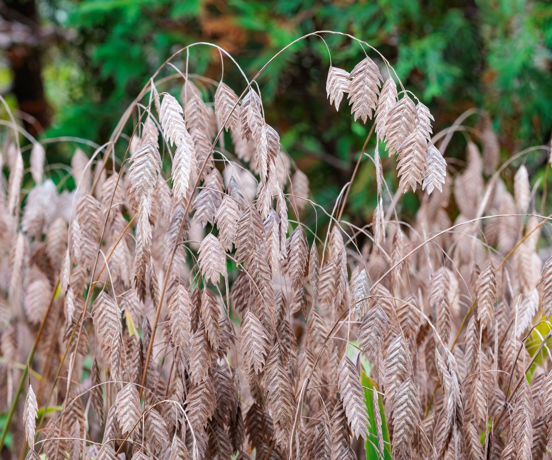 northern sea oats