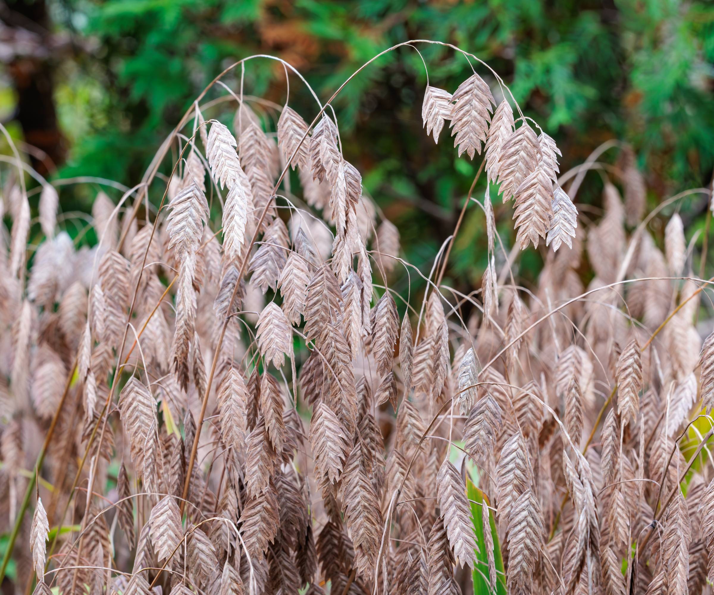northern sea oats