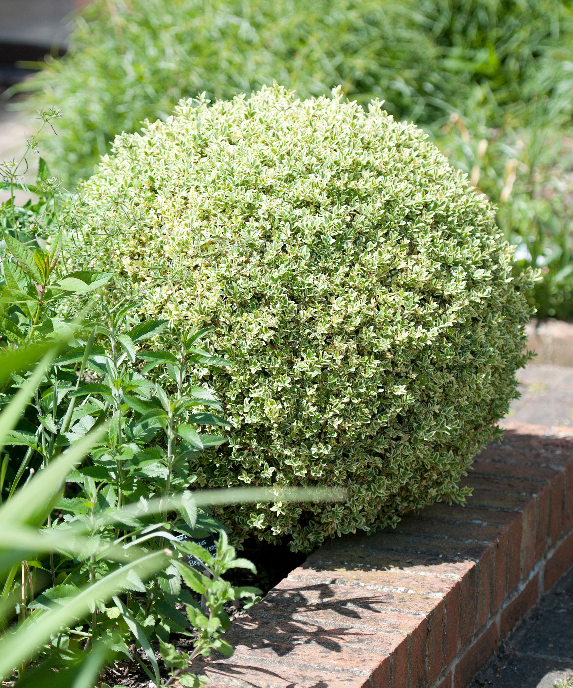 Buxus sempervirens 'Elegantissima'