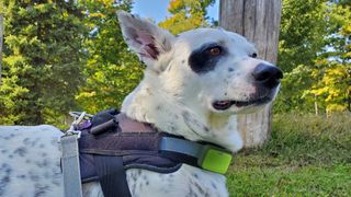 Dog wearing Whistle Go Explore smart collar outdoors