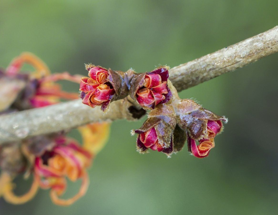 Jelena Witch Hazel Plant