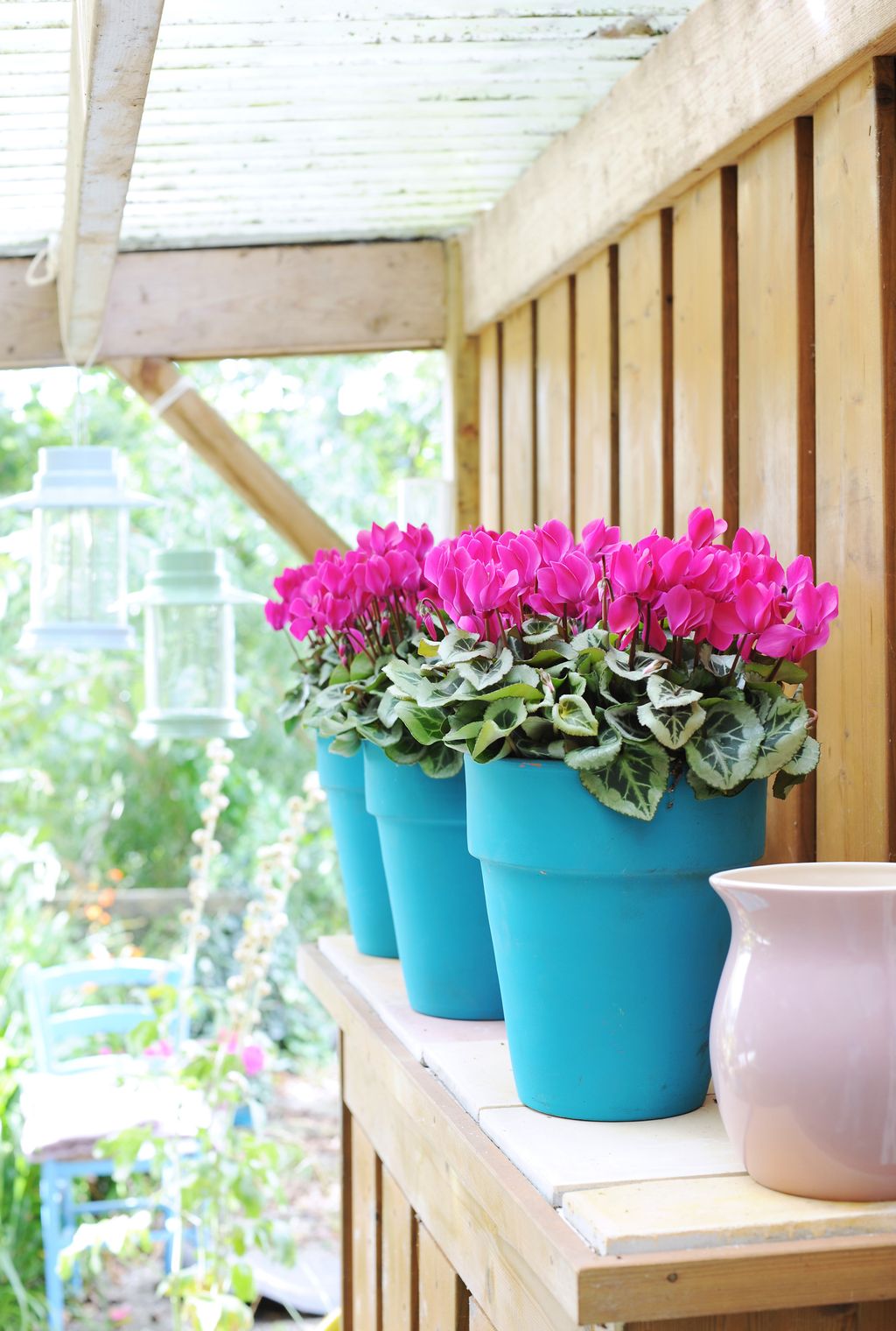 Best Winter Plants For Pots 14 Bright Ideas For Cold weather 