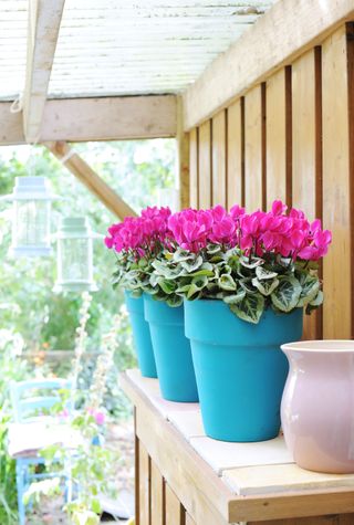 trio of plant pots planted with cyclamen