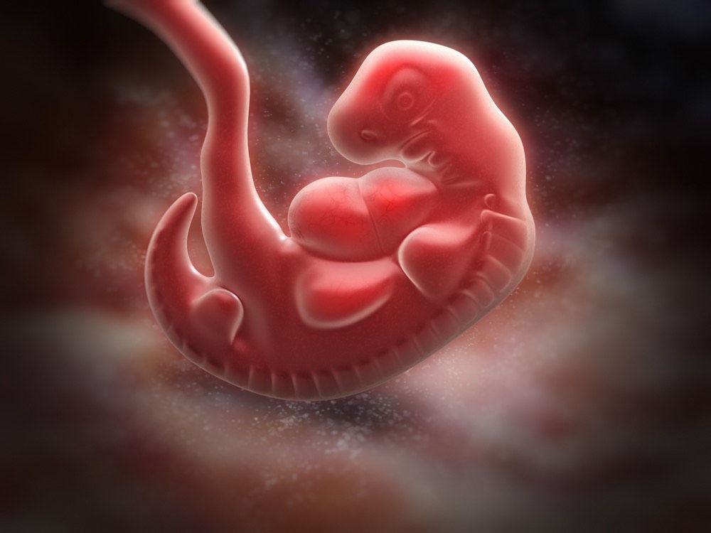 A 5-week-old human embryo showing a teensy prenatal &quot;tail.&quot;