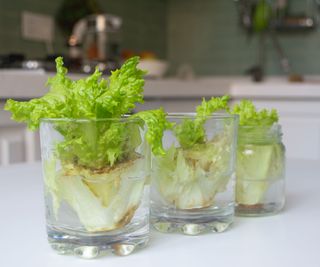 growing lettuce from scraps using small glasses filled with water