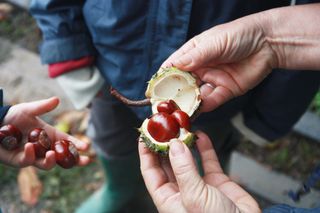 Adult opening up a conker to show children