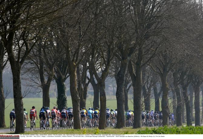 The peloton passes through a windbreak